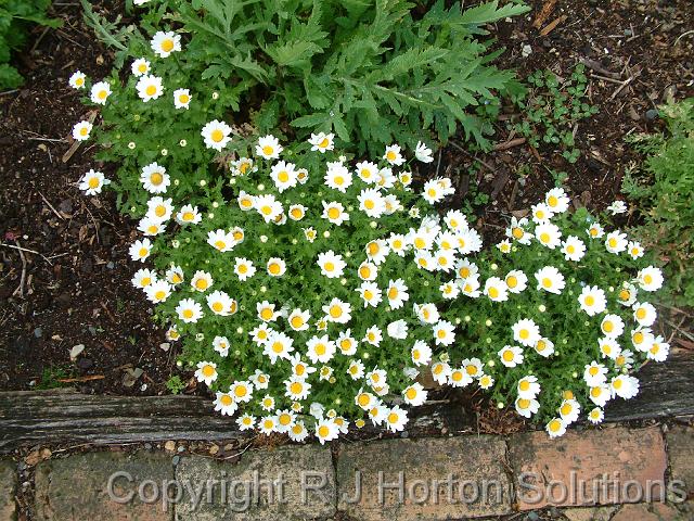 Chrysanthemum paludosum_2